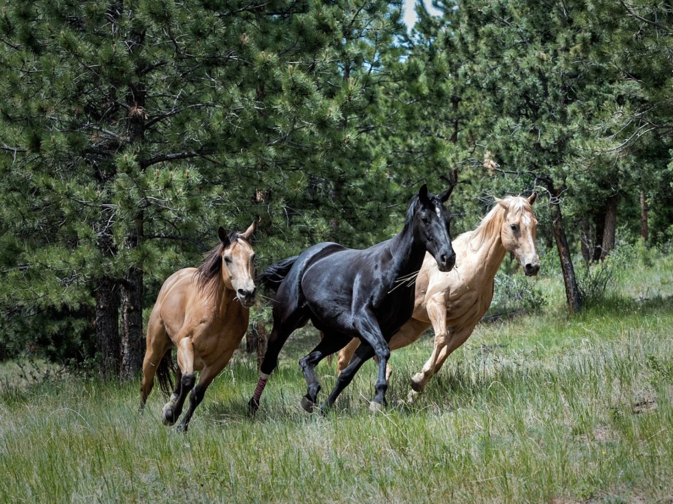 Three horses running through pine trees and grasses.