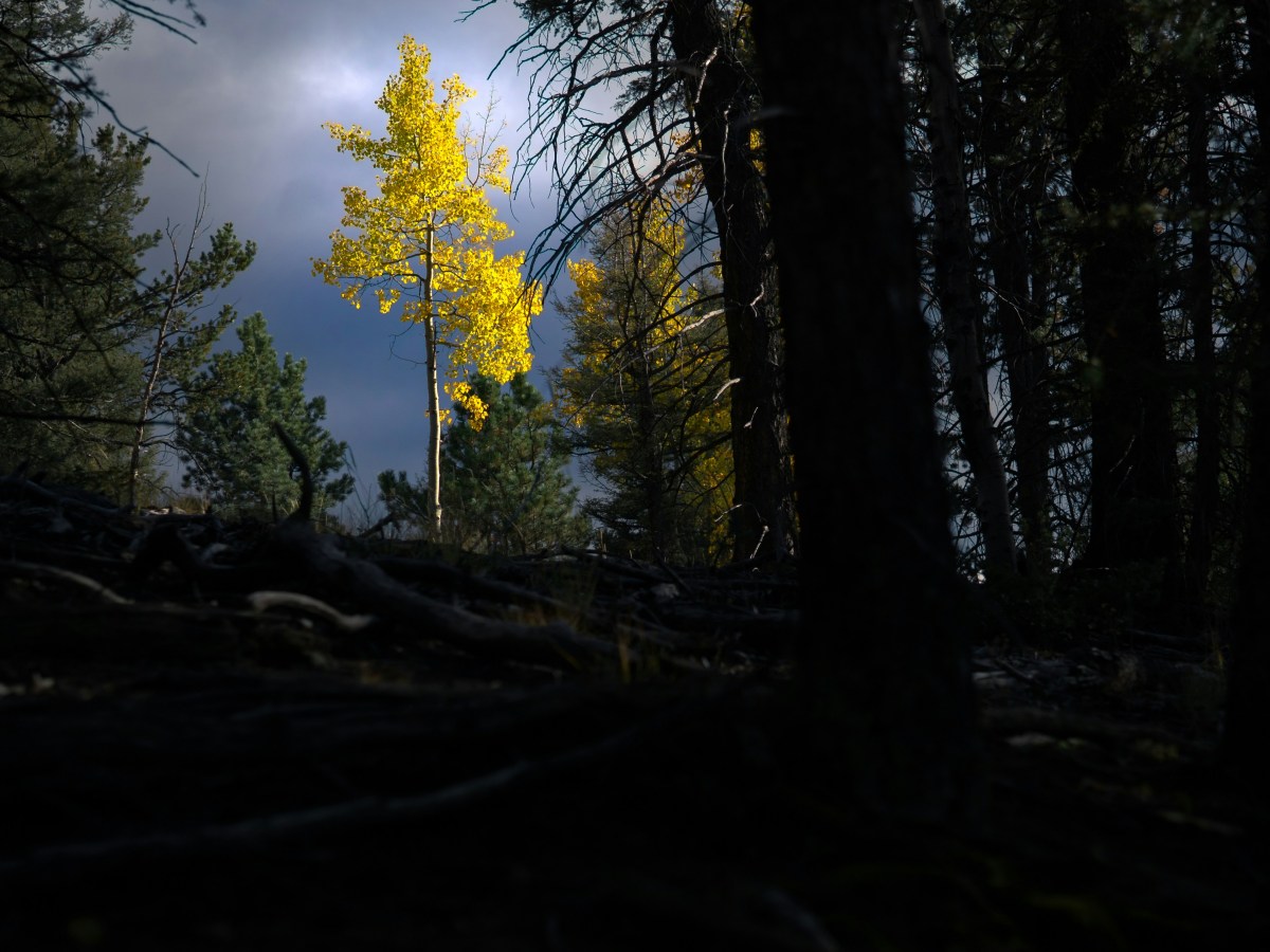 Les Droits des Femmes Américaines v. La&nbsp;Fin